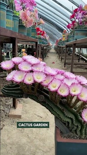 Breathtaking Cactus Flower Blooming (Satisfying) 🌵✨