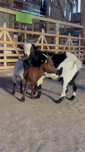 L’un de nos couples préférés ! 😍💒 #chèvrenaine#chèvres#animals#animaldecompagnie#elevage#cabra#accouplements#animalinfluence#goatslife#saillies#chevreminiature#reproduction#miniaturgoat#caprin#copaincommecaprin#chèvresdumonde#pourtoi#chevreaux#naissance#foryou#lanature#drague#seduction#chaleurs#yeuxbleus