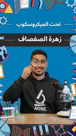 زهرة شجرة الصفصاف وأهميتها للنحل