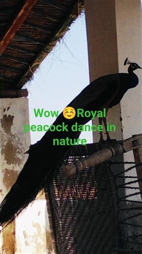 Royal peacock dance in nature bird video the animal family 111 #shorts #viralvideos #amazing #animal