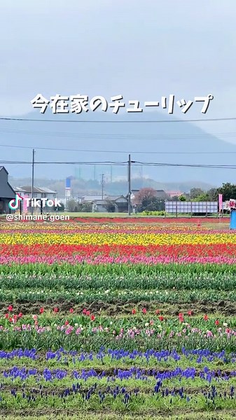 春の花とイベントが楽しめる出雲市