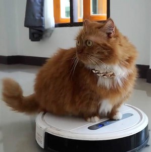 82K views · 910 reactions | Look at him go! 凉 | In The Know | Facebook