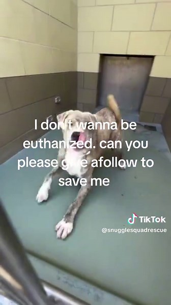 La importancia de visitar refugios de animales