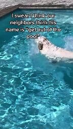 #dogsof #whitelab #bustersworld #petsof #trending #pooldog #summervibes | bustersworld4