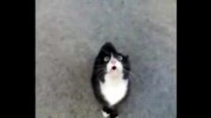 怒ってた猫が急に話しかけて来たけど、ネコ語だからわからない