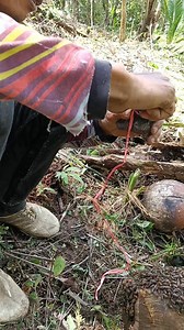 Quin bee #trending #viral #bee # | Ahya Suheryana