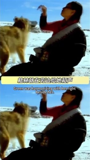 World' first: The true story of a wild wolf raised by humans successfully returning to the wolf pack