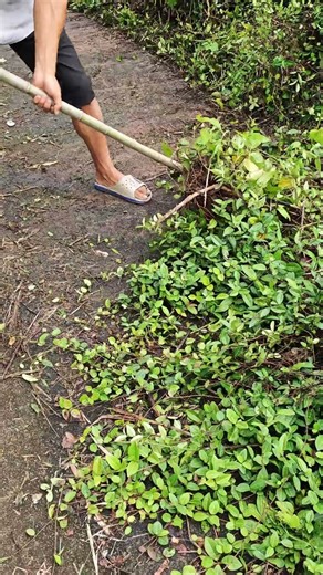 Roadside vine cleaning - shovel work efficiency measurement