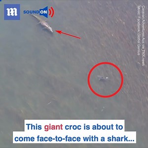 A massive crocodile and shark go head-to-head in this jaw-dropping footage! 🐊🦈😱 via TMX.news | Daily Mail Video