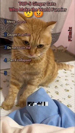 TOP-5 Ginger Cats: Funniest Moments 😂😂😂