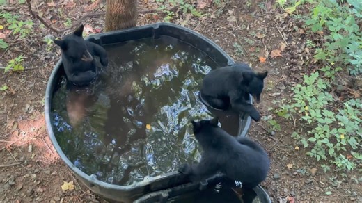 Tom Williams on Reels | Facebook