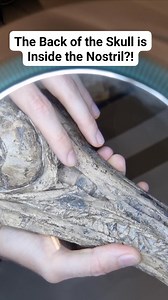 96K views · 3K reactions | You read that correctly! The back of the skull of this stunning 3D ichthyosaur is in the, uh, nostril. Taphonomy is fun, huh. This is an example of the Early Jurassic ichthyosaur Stenopterygius. It is in the collections of the Naturkundemuseum, Bamberg. | Dr Dean Lomax - Palaeontologist | Facebook