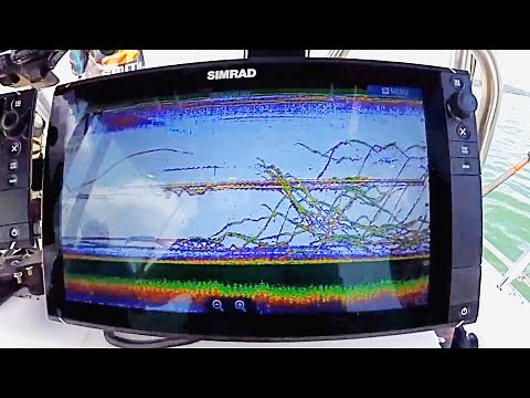 How to catch Freshwater Striped Bass on Lake Lanier