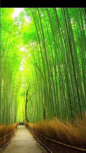 How to Install CurseForge Modpacks on TLauncher (Step-by-Step Guide) #minecraft #javaisawesome