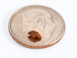 Baltimore Is Most Bed Bug-Infested City In America – Again