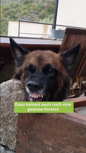 Belgian Shepherd: I wasn't prepared for this