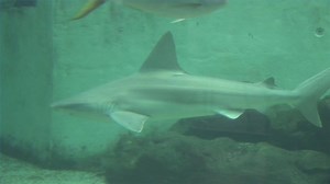 Watch What Does a Shark Eat? on Amazon Live