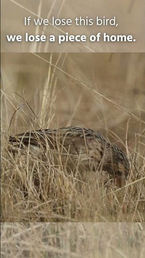Meet South Africa's Most Endangered Bird - Botha's Lark