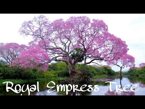 Royal Empress Tree | Paulownia tomentosa | Fastest Growing Tree In The World! #Paulownia