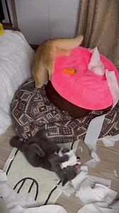 15K views · 364 reactions | My cats created a mess at home! #cat #michealG #funny #reel | MichaelG | Facebook