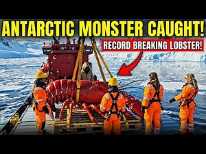 Inside the Factory | Lobster Lifted from the Antarctic: How Big Is This Catch?!"