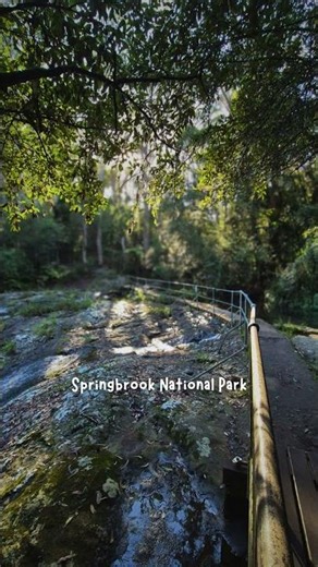 Check out these Springbrook Tracks these school holidays