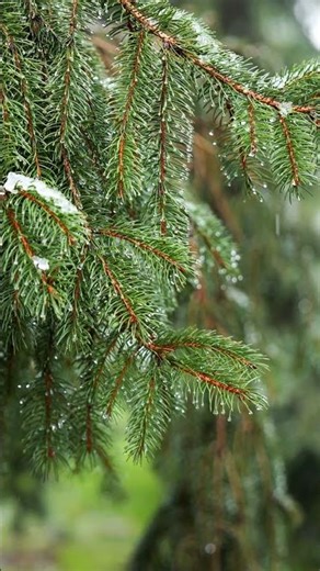 🌲 “Melting snow from the pine tree falls like gentle rain.” 🌧️ #4k #naturesounds #hdr #nature #4khdr