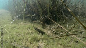 Two male Smooth newts  (Lissotriton vulgaris) at the bottom of the pond during the mating season. Estonia.