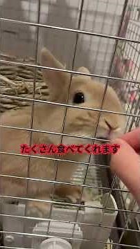 朝からもぐもぐ全開！食欲バッチリうさぎさん🐰☀️🍽️ #うさぎ #rabbit #bunny #朝ごはん #うさぎのいる生活#食欲旺盛 #もぐもぐタイム #癒し #かわいい #s