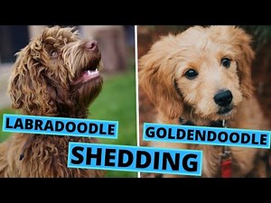 Goldendoodle and Labradoodle Shedding - Are They Truly Hypoallergenic?