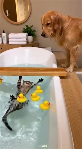 Tabby Cat Pranked by a Golden Retriever—Falls Into the Tub and PANICS 😂🛁🐱🐶