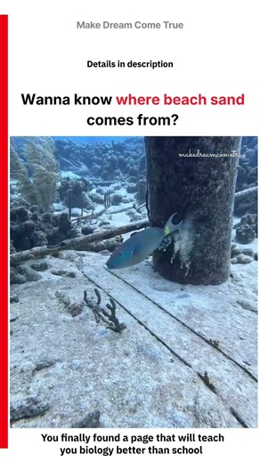 ⛱️ Wanna know where beach sand comes from 🐟 | MDCT