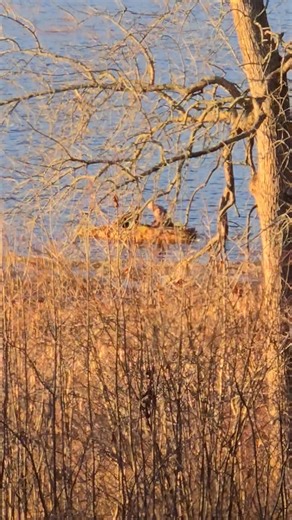 Early morning kayaking with his fur-baby Saco River 12/01/2025 | Deb Salewski