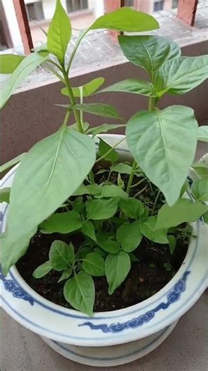 planting carolina reaper #Farmer