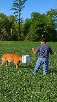 This is how animals ask humans for help when they’re in Danger! #shorts