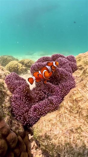 Diving into the mesmerizing world of clownfish! 🌊🐟 Did you know that these vibrant reef dwellers have a unique and mutually beneficial relationship with sea anemones? Clownfish have a special mucus coating that shields them from anemone stings, and in return, they help keep the anemones clean and even bring them food. Nature's wonders never cease to amaze! Video by @wildkirinphotography | World Ocean Day