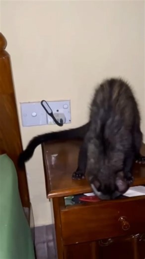 Curious polecat exploring my bedside cupboard 🐾😄