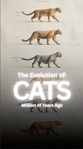The Evolution of CATS