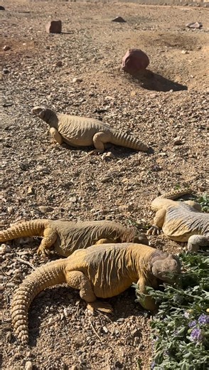 2.7M views · 8.6K reactions | Uromastyx aegyptia is a species of lizard in the family Agamidae. The species is native to North Africa and the Middle East. | TS Knowledge TV Dairy and Agri Care | Facebook