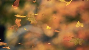 Find some of the most captivating looping animations in this video collection. It's sure to get you hooked! https://www.shutterstock.com/video/featured/Looping-Animations-Stock-Footage-48691693/?utm_medium=social&utm_source=facebook&utm_campaign=image_in_soccollection&utm_content=20183_Featured~Video~Collection&utm_term=facebook_in_en | Shutterstock