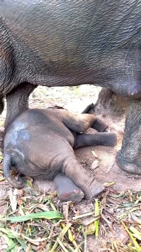 Baby elephant playing under mother's stomach 🐘❤️ | 母象のお腹の下で遊ぶ子象 #elephant #animalplanet