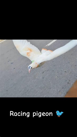 Racing Pigeon 🇮🇳🪶| Fastest Kabootar in Action | #racingpigeon kabootar #birds #shortvideo #trending