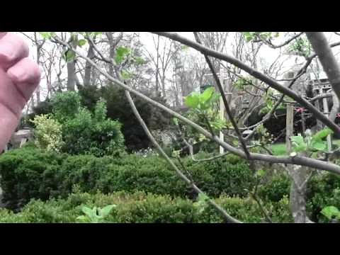 TIPS ON APPLE TREE TIP PRUNING