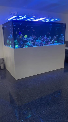 #Meerwasseraquarium #riffaquarium #reeftank #koralle #corals #fish #fisch #aquarium #tank #tritonmethod #tritonmethode #triton #algenrefugium #sump #aquascape #giesemann #giesemannaurora #dog #shihtzu #tritonized