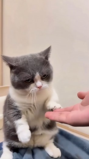 Fishing for that last fry McDonald's mmm #cat #funnycat #catvideos #FunnyCats #funnyanimals #funnypets | Funny Cats