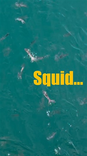 WHAT IS HAPPENING?! Massive Squid Invasion – Cape Cod Canal