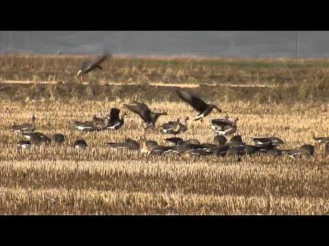 Specklebelly Goose Calling "WhiffleMaster"