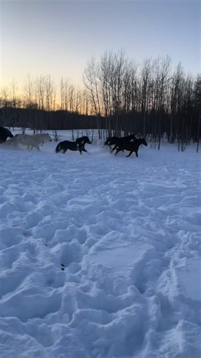 From deep snow in northern Alberta, through the wide-open skies of Montana, to the California sun - our horses are soaking up the vitamin D and ready for the first performance of the @sandiegorodeo tonight! | C5 Rodeo