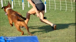 Django the super Rhodesian ridgeback, 2nd Agility training. | Alldogs Centro Treino Canino