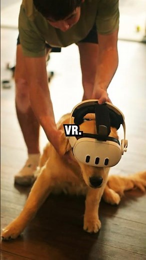 Will Dogs Play VR? #vrheadset